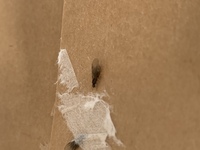 家に写真のような羽アリが
天井に数匹いるのですが
普通の羽アリでしょうか？ 