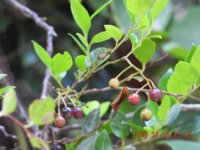 これはモッコクの実ですか ギーマの実ですモッコクではない Yahoo 知恵袋