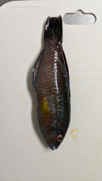 500枚 これってなんの魚ですか 食べられますか おすすめの食べ方あり Yahoo 知恵袋