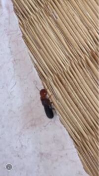 シロアリでしょうか 2匹いました 放置すると危険なものでしょうか Yahoo 知恵袋