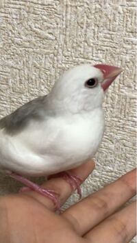 生後1ヶ月半の文鳥の雛です この子の性別は女の子か男の子ど Yahoo 知恵袋