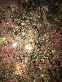 ヒョウモンダコの飼育は難しいのは本当なのでしょうか Yahoo 知恵袋