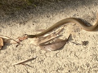 外に出たら 茶色の蛇がいました この蛇の名前を教えて下さい Yahoo 知恵袋