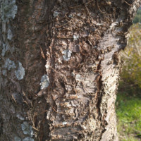 桜の木に付いてるこの細長いのは 虫なのでしょうか 沢山付いてて気持ち Yahoo 知恵袋