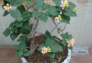 この花 植木 は何ですか ランタナでしょう Yahoo 知恵袋