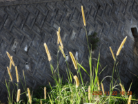 このエノコログサに似た植物の名前教えて下さい キンエノコログサだと Yahoo 知恵袋