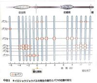 高校生物ですだ腺染色体のパフの変化について参考書などを読み漁ったのです Yahoo 知恵袋