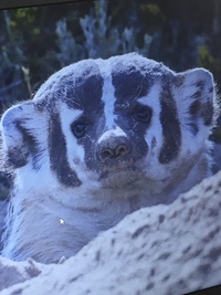 この動物は何でしょうか Google画像検索をしても分かりませ Yahoo 知恵袋