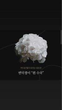 最近韓国人がこの花の写真をよく投稿してるのをみるんですけど なんですか Yahoo 知恵袋