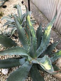 アガベの葉が黄色くあせてきました 葉焼けでしょうか それとも虫害でしょ Yahoo 知恵袋