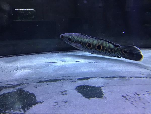 オセレイトスネークヘッド に関するq A Yahoo 知恵袋