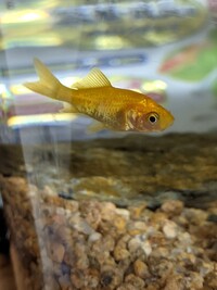 鯉 金魚みたいな魚を川で捕まえてきました これはなんの品種なの Yahoo 知恵袋