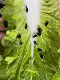 この虫は何でしょうか 白菜 大原女 の中に大量にいました Yahoo 知恵袋