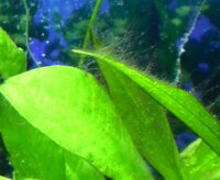 アオミドロと藍藻の違いを教えて下さい 熱帯魚水槽にコケがはえま Yahoo 知恵袋