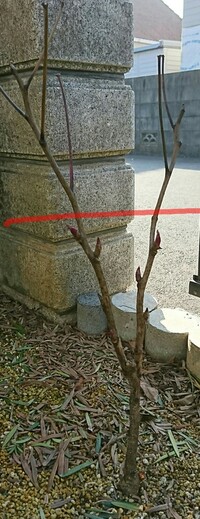 牡丹の剪定の仕方がよくわかりません 簡単なやり方があったらおしえてください Yahoo 知恵袋