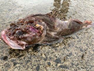 今日 北海道の小樽でカジカが釣れたのですが これは何という種類のカ Yahoo 知恵袋