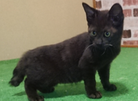 新しく迎えた子猫の名前がどれもしっくりこなくて 名前に悩んでおります Yahoo 知恵袋