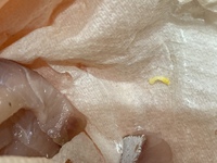 これは寄生虫ですか いなだから出てきました 黄色いです テンタクラ Yahoo 知恵袋