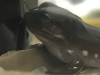 イエアメガエルがずっと茶色っぽく緑に戻った時が最近全くないのですが大 Yahoo 知恵袋