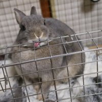 うさぎがたまにくしゃみをします スナッフルを疑うべきでしょうか Yahoo 知恵袋