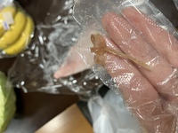 赤魚に食い込んでいました 何という寄生虫でしょうか 引っ張って Yahoo 知恵袋