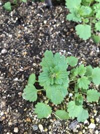 自宅の花壇にパンジーのビオラ種を植えていて 昨年に種子が出来たので花壇に Yahoo 知恵袋