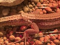 カナヘビの排泄時に床材のソイルの粒が付いてしまいます その後付けたままで Yahoo 知恵袋