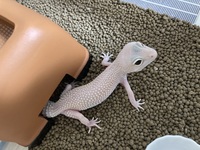 レオパのオーロラ をお迎えしたのですが 何とかけたらいいモルフがでますで Yahoo 知恵袋