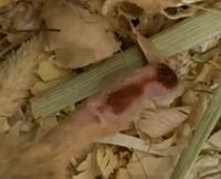 オーバーロード 超位魔法 イア シュブニグラス ってユグドラシル時代は Yahoo 知恵袋