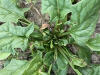 ほうれん草を栽培してます写真の症状は何の病気ですか 薬剤で治すことは出来ます Yahoo 知恵袋