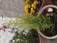 1ヶ月ほど前に ホームセンターでコニファーウィルマを購入し 鉢植えに植え Yahoo 知恵袋