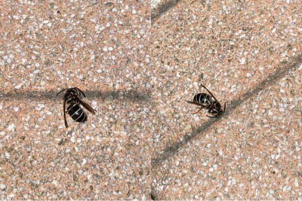 これは何バチでしょうか？ 子供が今さっき靴下の中にいた ハチに刺されたんです。
