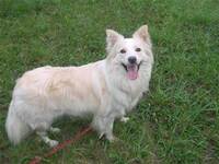 ボーダーコリーにベージュという色がいるのかペットショップで親が Yahoo 知恵袋