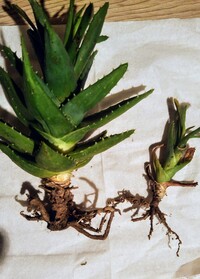 Jozpictsihuta 無料でダウンロード アロエ 植え替え 根を切る アロエ 植え替え 根を切る