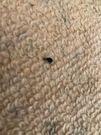 部屋にゴキブリの卵の欠片らしいものが落ちてました 端っこ Yahoo 知恵袋