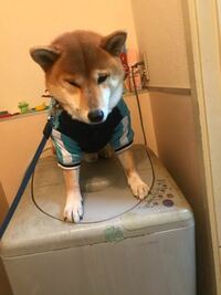 うちの柴犬のサブちゃんは納豆ライスが大好きです 犬は納豆が好きなのですか Yahoo 知恵袋