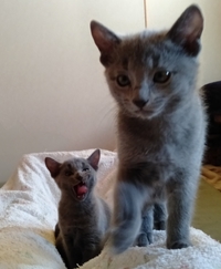 かわいいですか ロシアンブルー子猫77日目今夜がうちで過ごす最後の夜です Yahoo 知恵袋