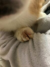 犬の指間炎について 犬の指間炎についての質問です 飼い犬が最 Yahoo 知恵袋