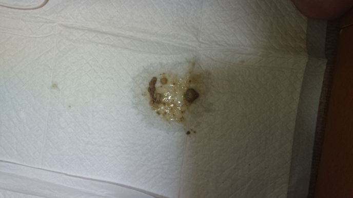 犬 10歳トイプー の就寝中の逆くしゃみ と嘔吐について お Yahoo 知恵袋