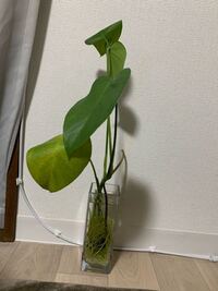 モンステラを水耕栽培で育てています 土に植替えをしたいのですが して Yahoo 知恵袋