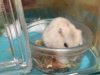 助けてください ハムスターについて質問ですさっきまで元気だった Yahoo 知恵袋