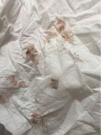 息子が飼い犬にいちじくを与えてしまったようなのですが 犬にいちじくは毒で Yahoo 知恵袋