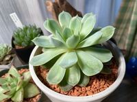 エケベリアのエレガンスなんですが 流石に徒長してますよね Yahoo 知恵袋