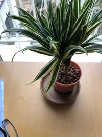 ドラセナ コンパクタという観葉植物を買って育てています 1週間くらい育て Yahoo 知恵袋