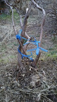 伸びきった庭木 つつじ の処置についてお尋ねします 植えてから２ Yahoo 知恵袋