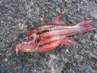 初島へ行ったのですが そこで釣れた魚なんですけど名前を教えてく Yahoo 知恵袋