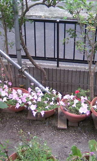 ペチュニアのさくらさくらのピンク色の花ですが 冬越して春から Yahoo 知恵袋