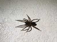 住宅内にて3cmほどの大きさの蜘蛛が出ました この蜘蛛は放っておいても安 Yahoo 知恵袋