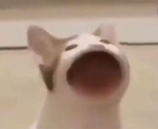 海外で流行っているこの Popcat というネットミームについて 起源な Yahoo 知恵袋