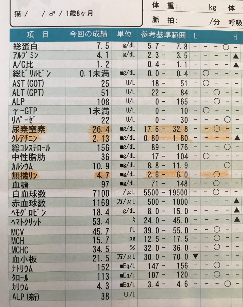 猫の腎臓病について教えてください。先日、1歳8ヶ月の雄猫の健康診断に 